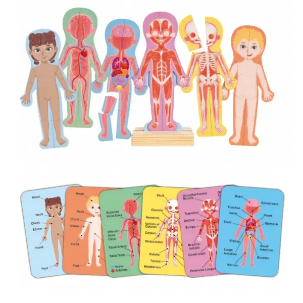 Educational anatomy puzzles and body diagram cards.