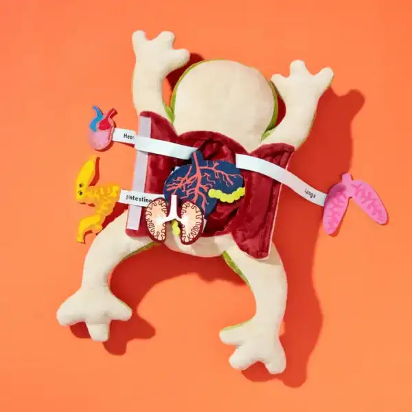 Educational frog toy with detachable organs.