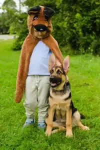 Child in costume with German Shepherd puppy.
