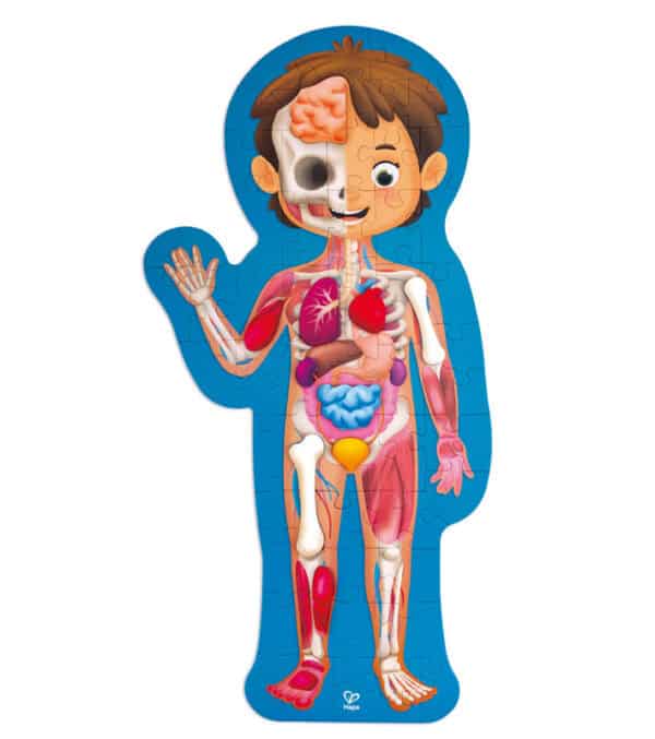 Children's anatomical puzzle illustrating human body organs.