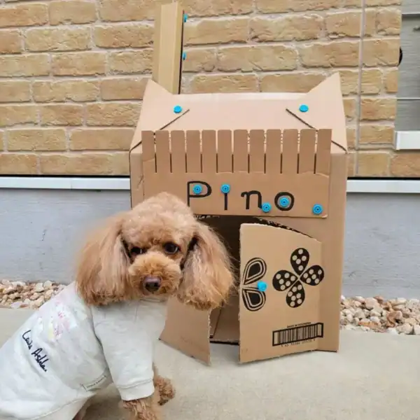Poodle in sweater outside cardboard dog house.